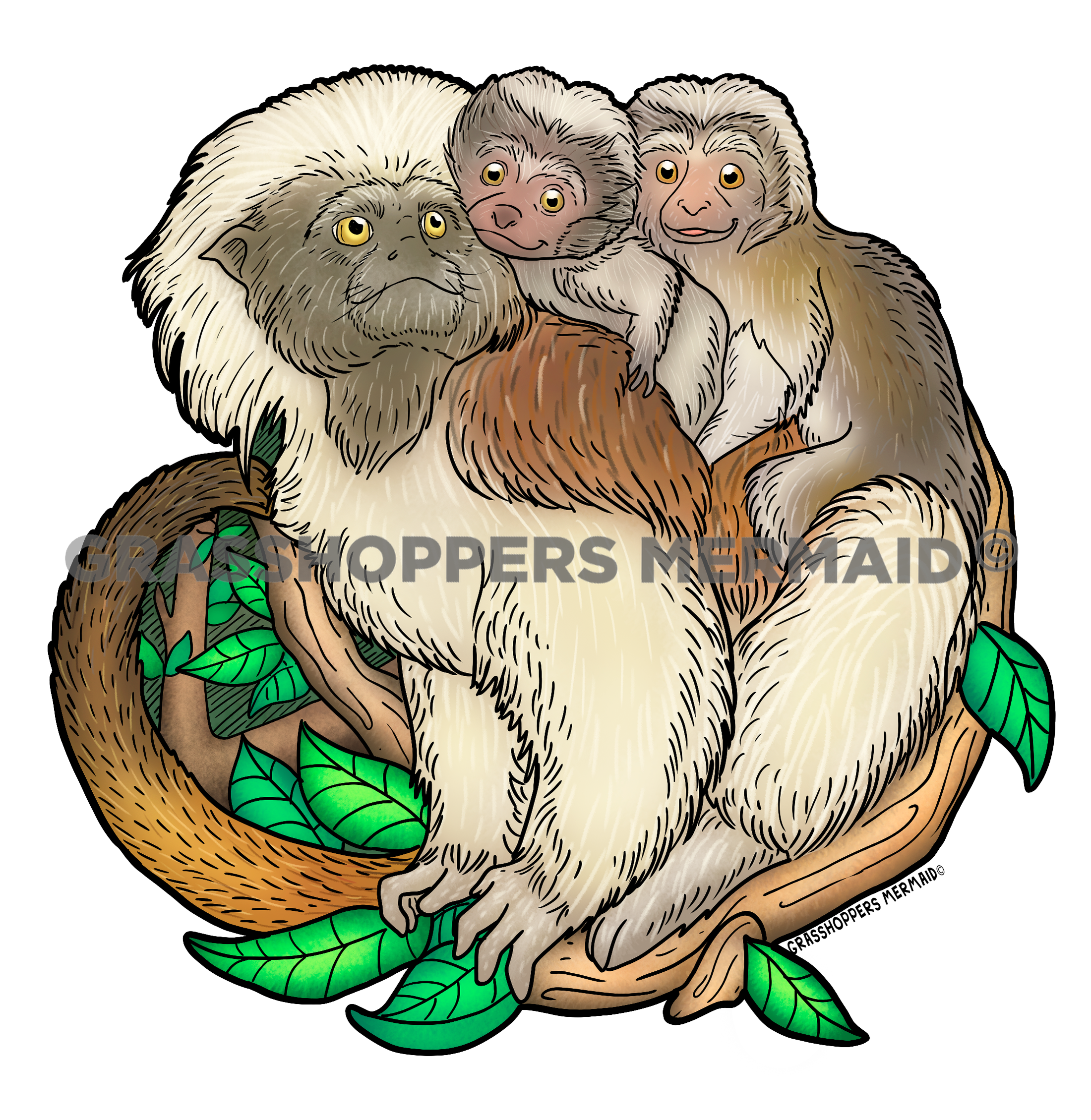 Cottontop Tamarin