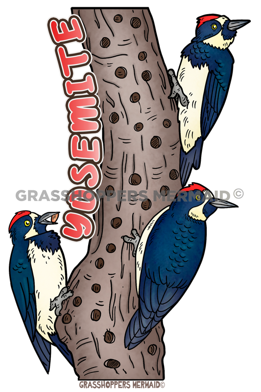Acorn Woodpecker