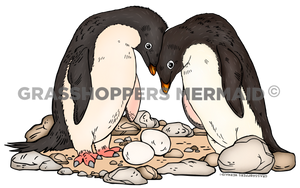 Adélie penguin Family