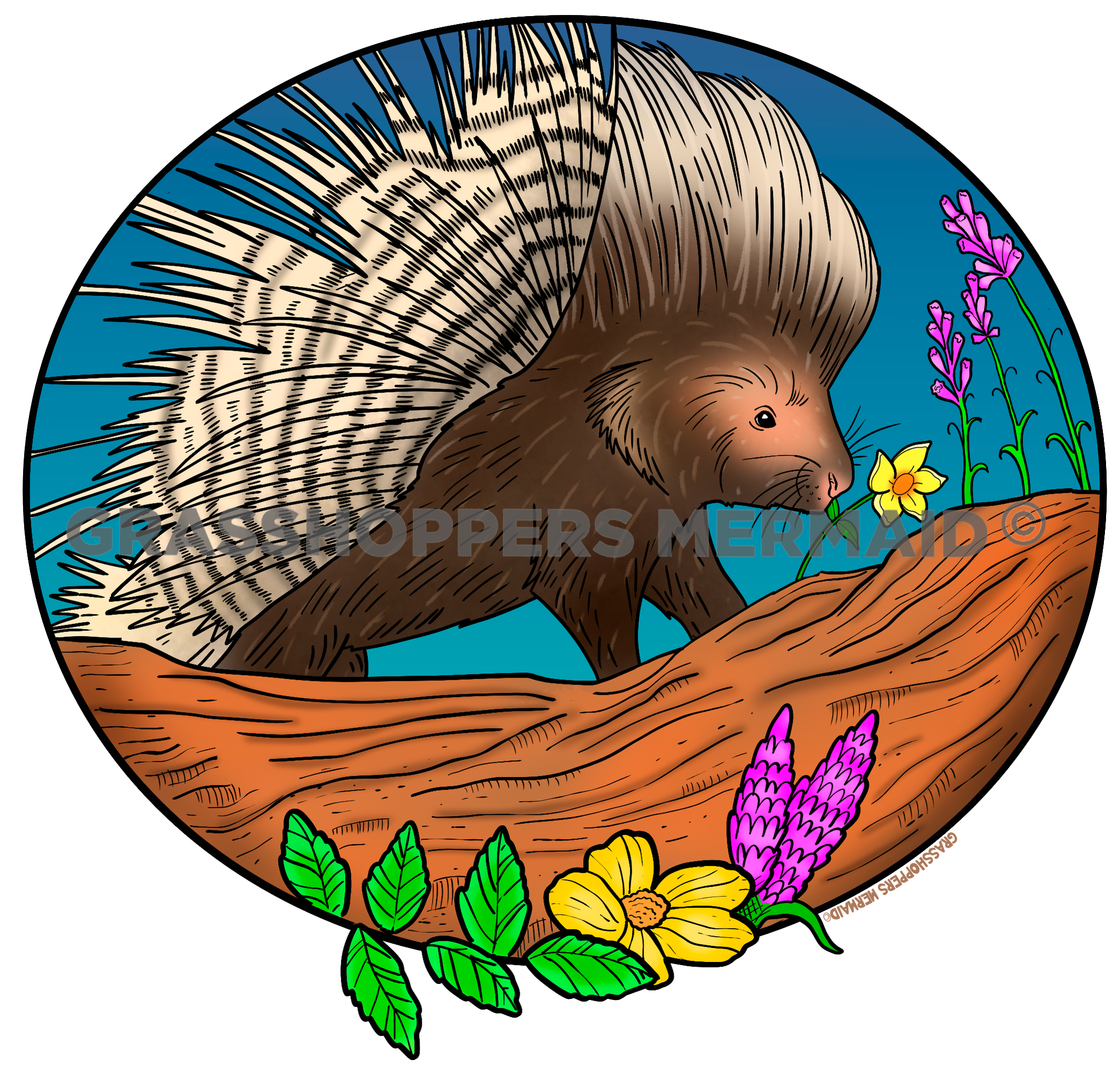 African Porcupine