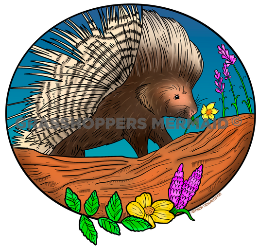 African Porcupine