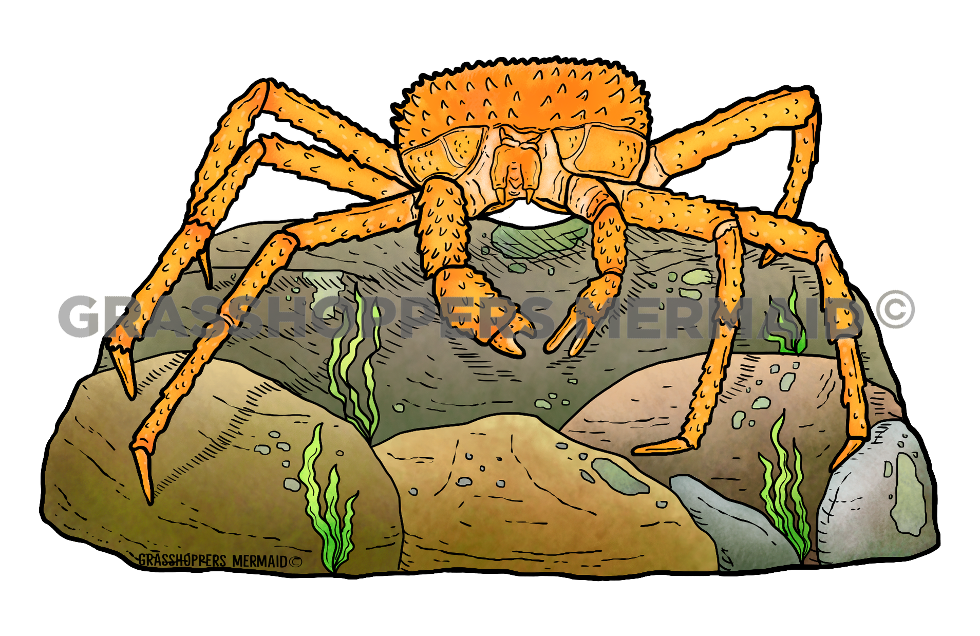 Alaskan King Crab