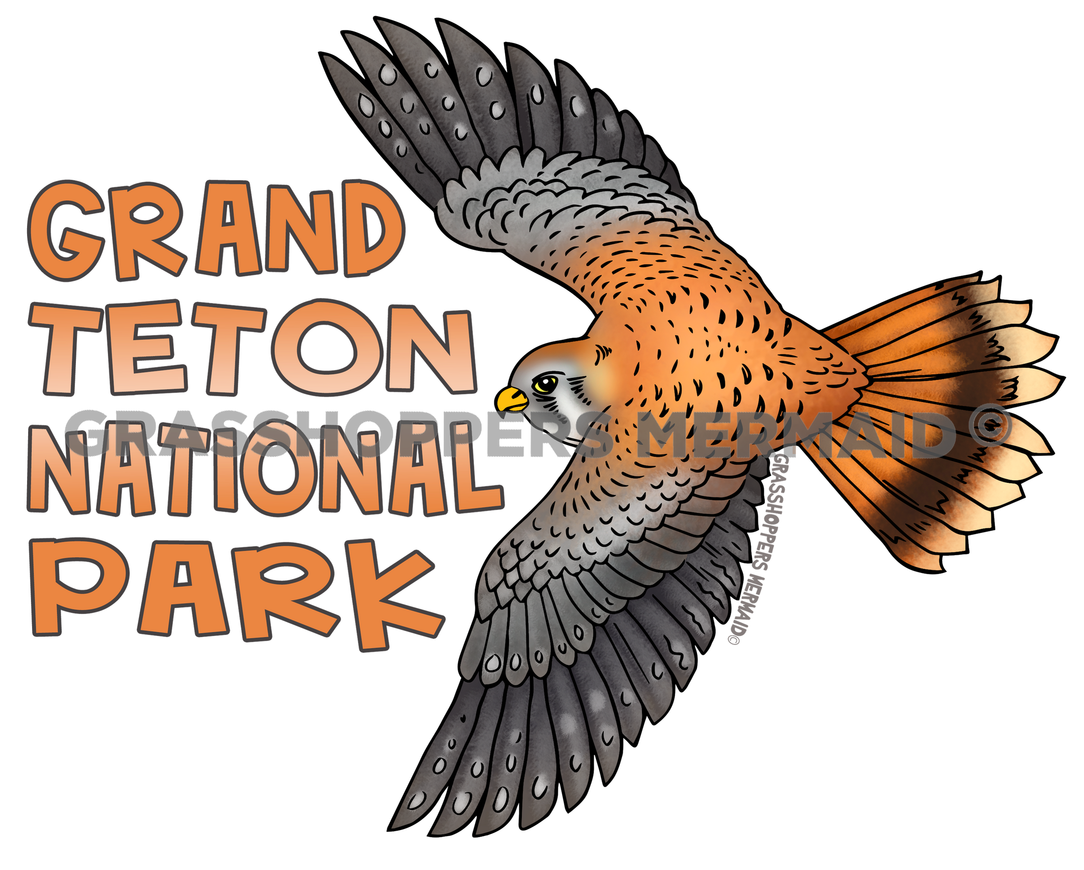 American Kestrel