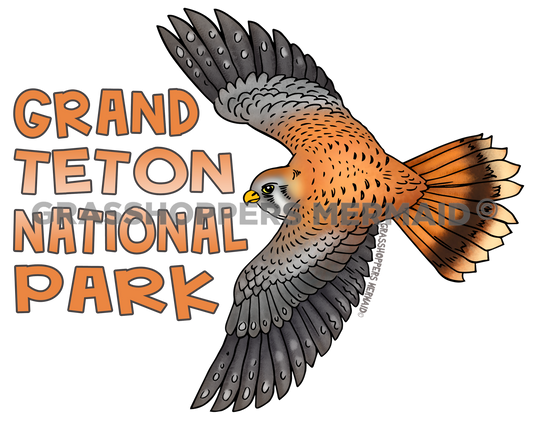 American Kestrel