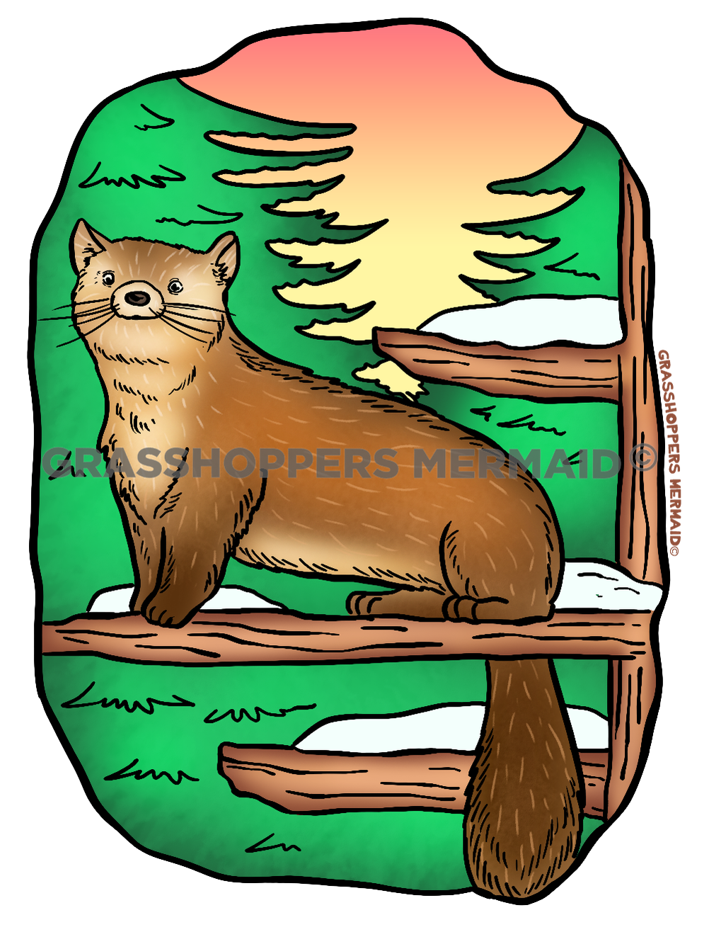American Marten