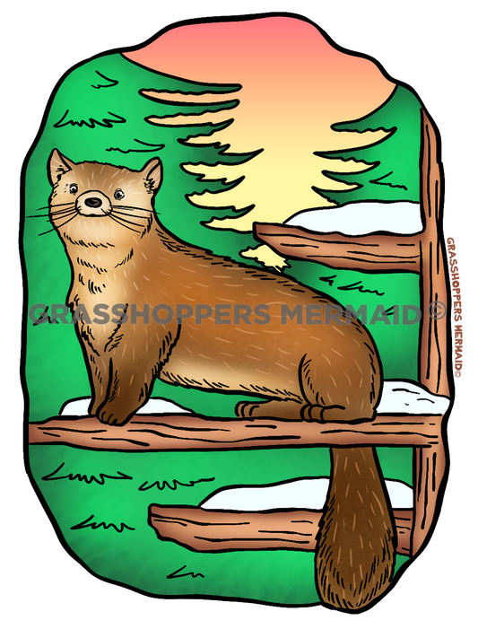 American Marten