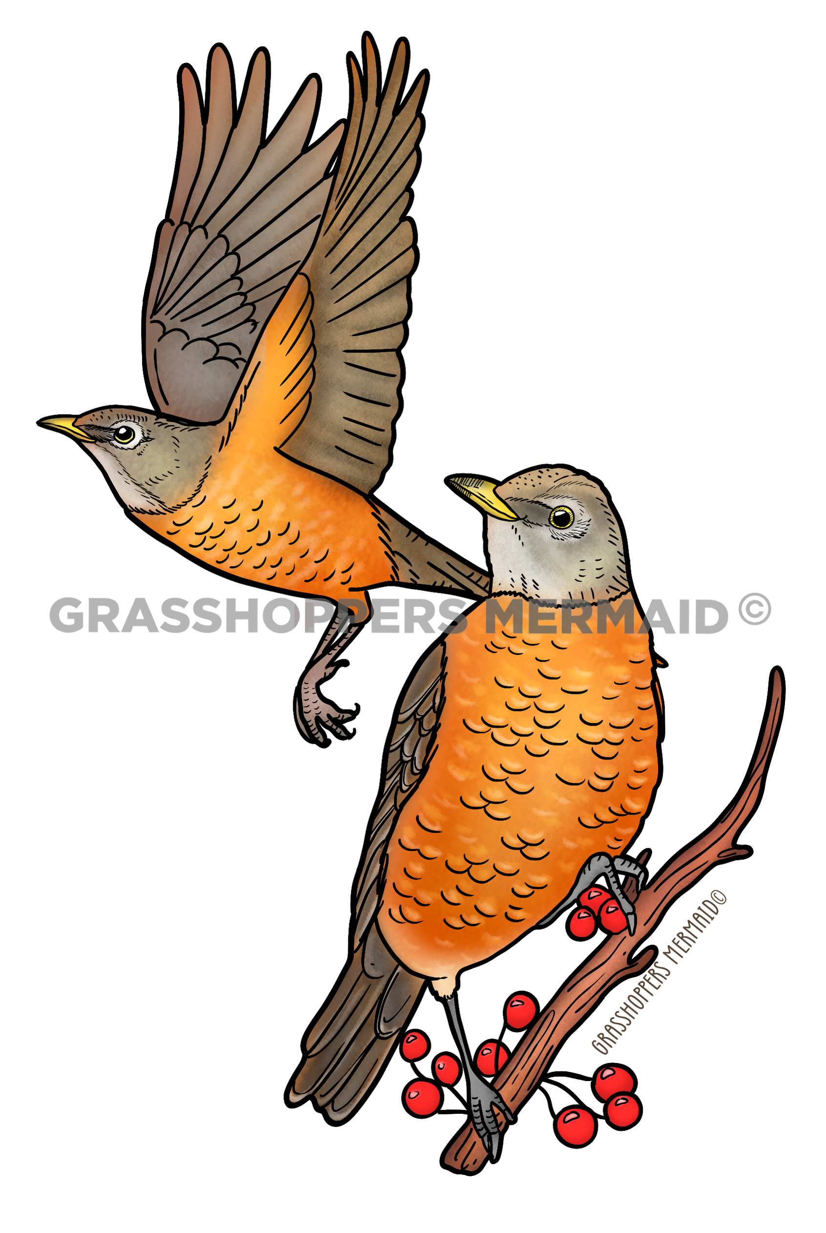 American Robin