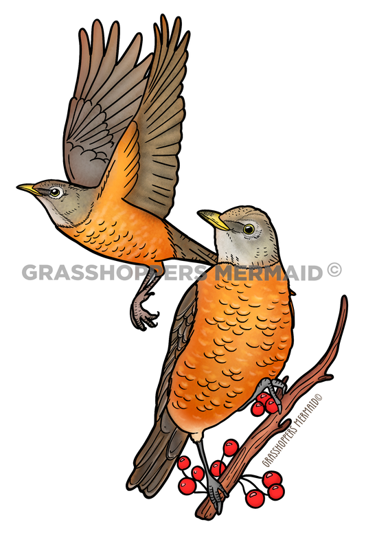 American Robin
