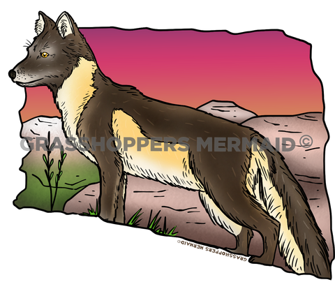 Arctic Fox Sunset