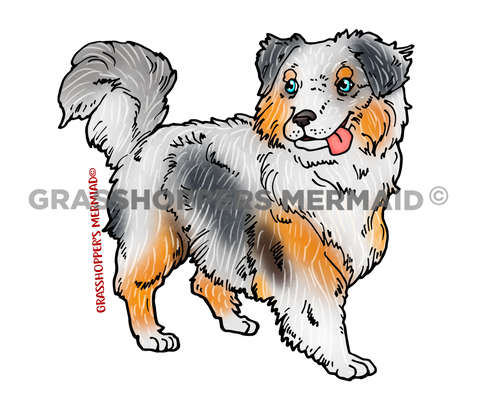 Australian Sheppard