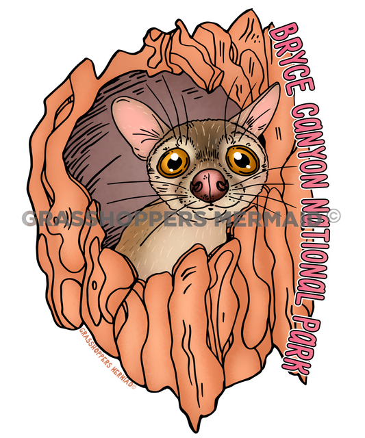 Baby Ringtail