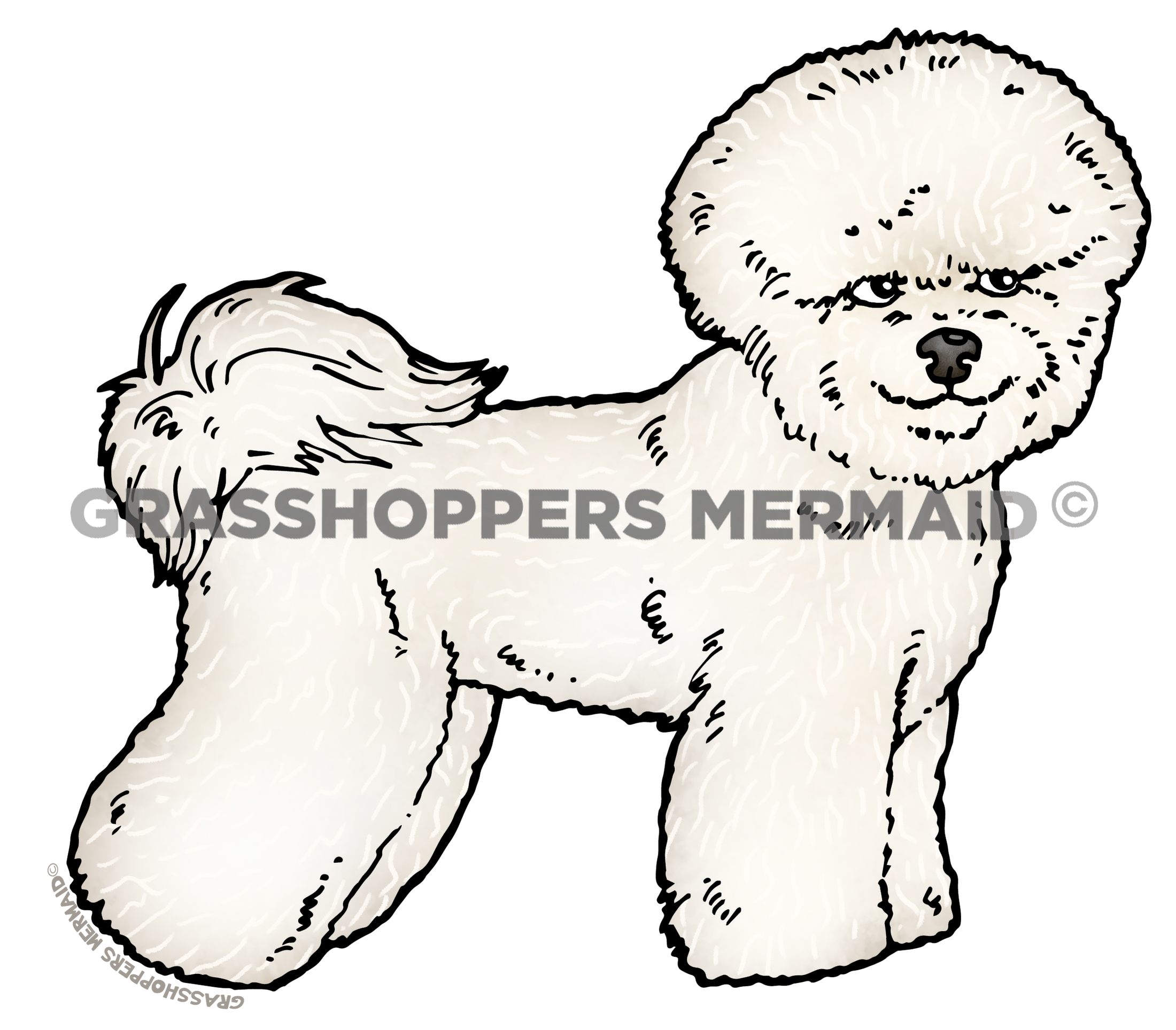 Bichon Frise