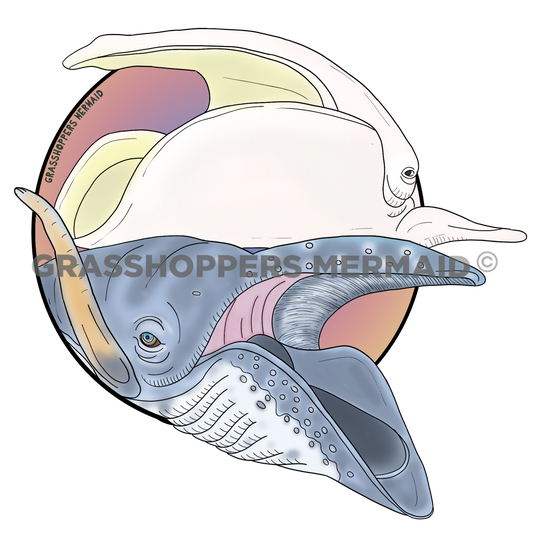 Bowhead Whale Friends