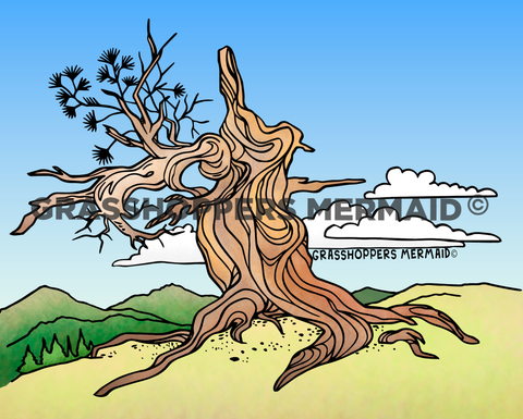 Twisted Bristlecone Pine