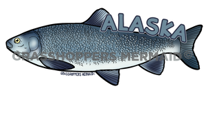 Broad Whitefish