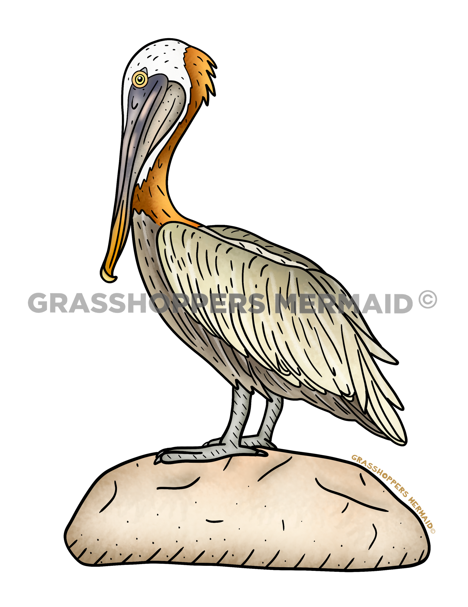 Brown Pelican