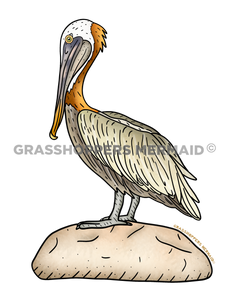 Brown Pelican