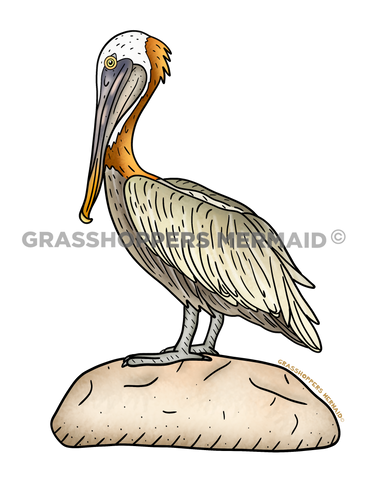 Brown Pelican