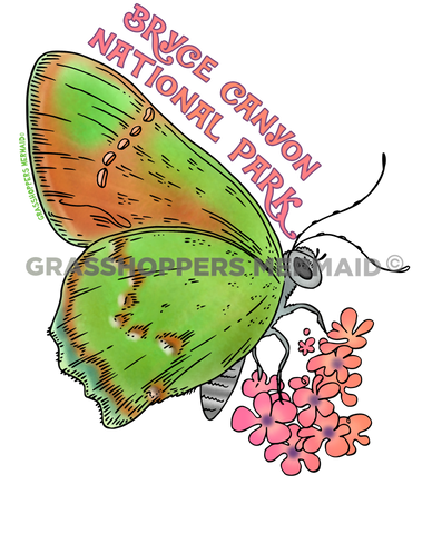 Canyon Bramble Hairstreak Butterfly