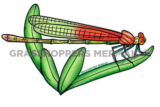 Canyon Rubyshot Dragonfly