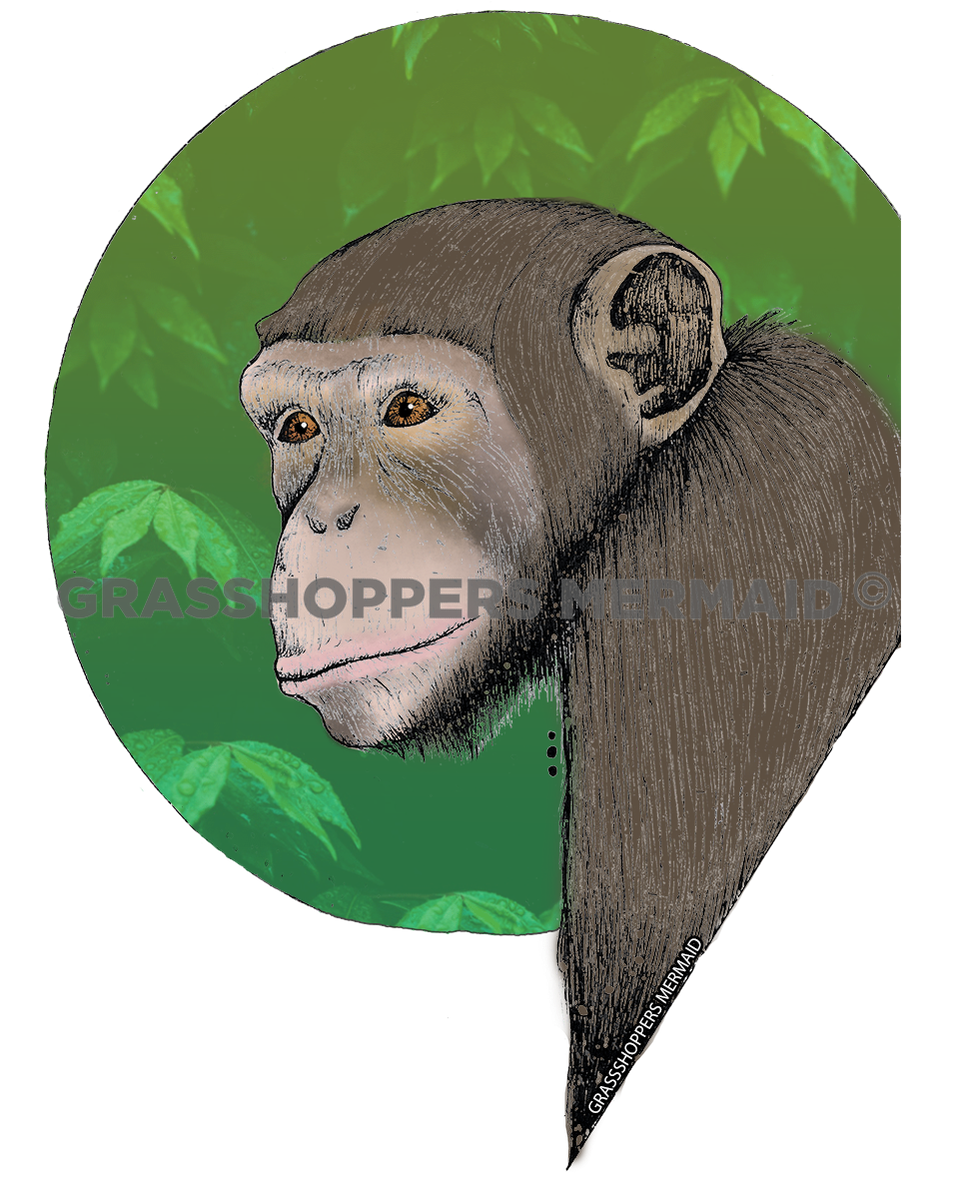 Chimpanzee