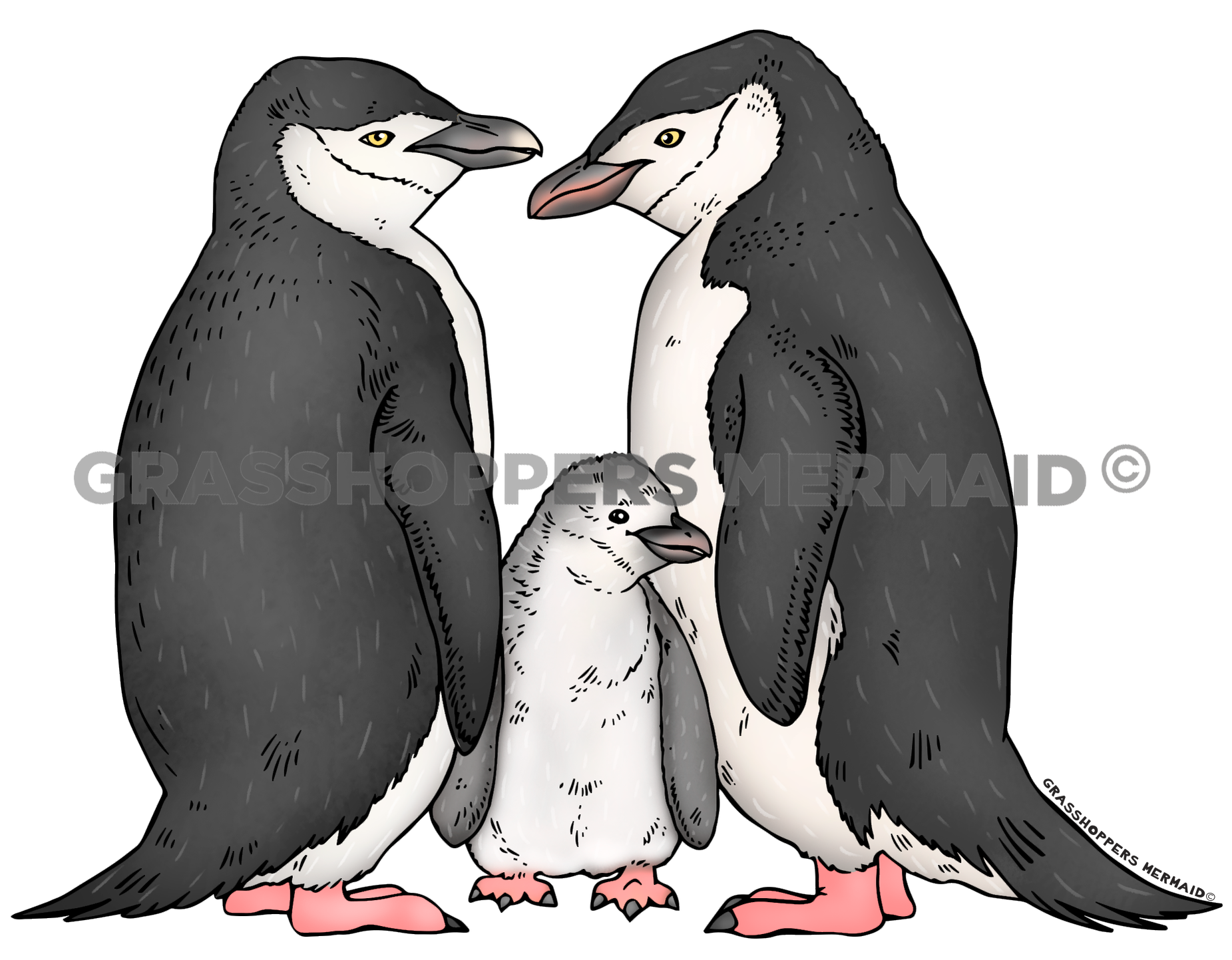 Chinstrap Penguin Family