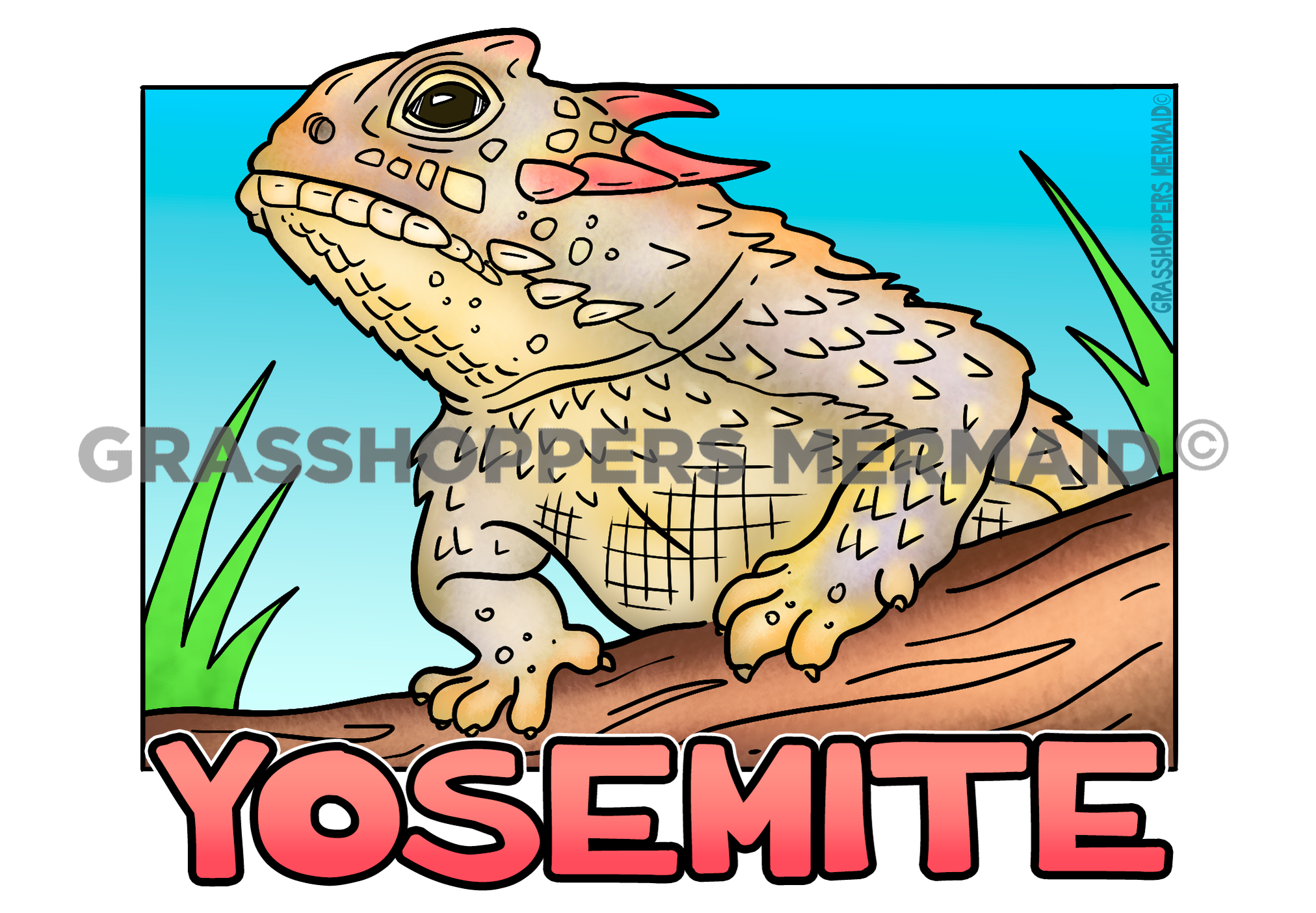 Coast Horned Lizard