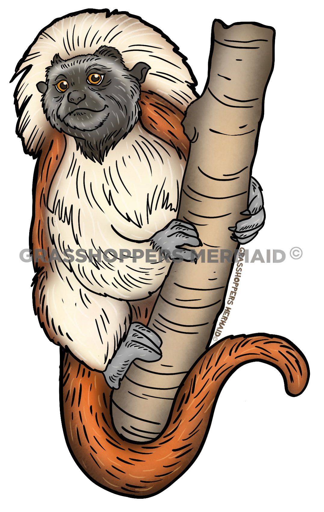 Cottontop Tamarin Solo