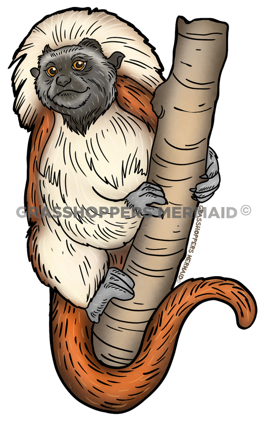 Cottontop Tamarin Solo