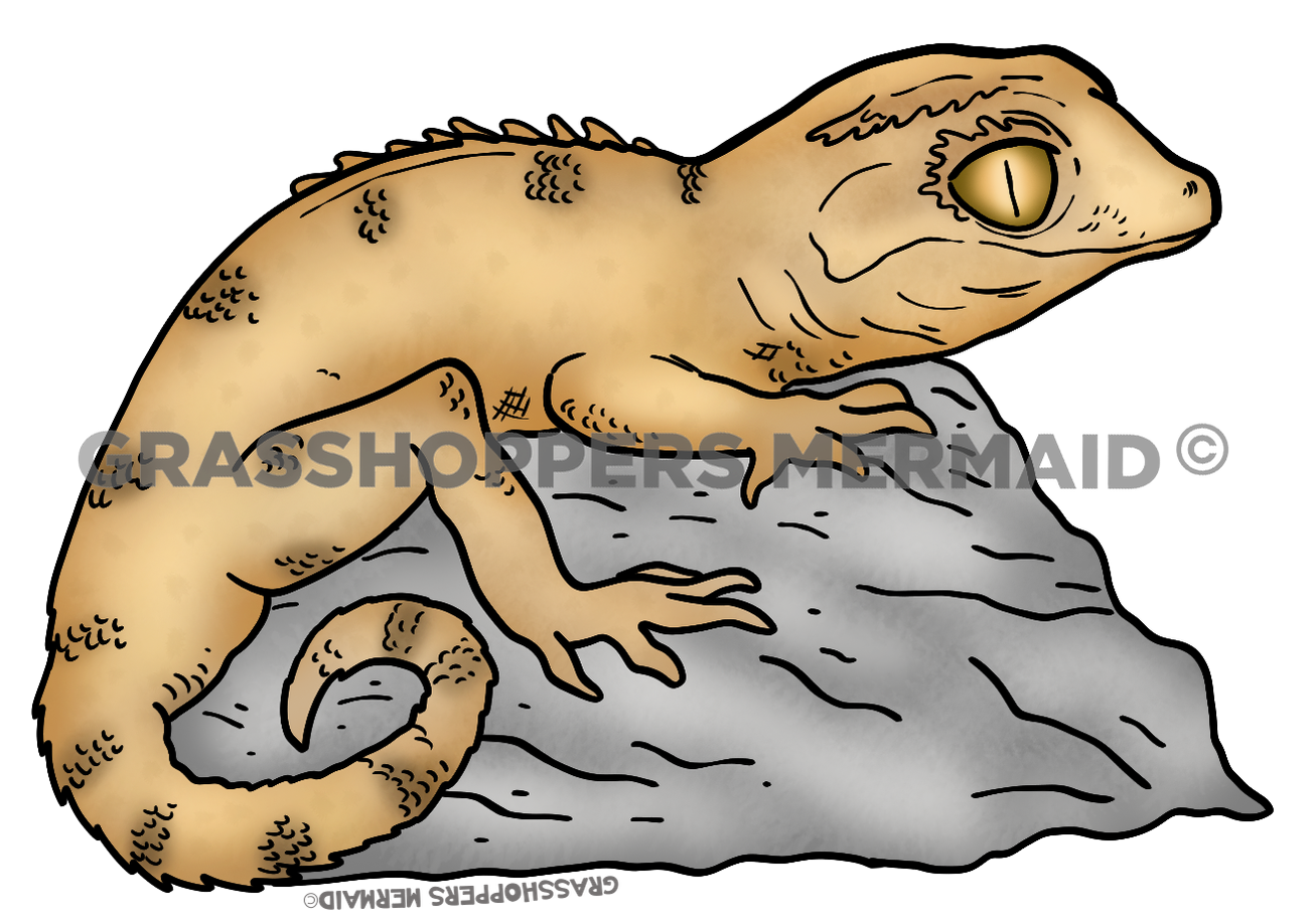 Crested Gecko