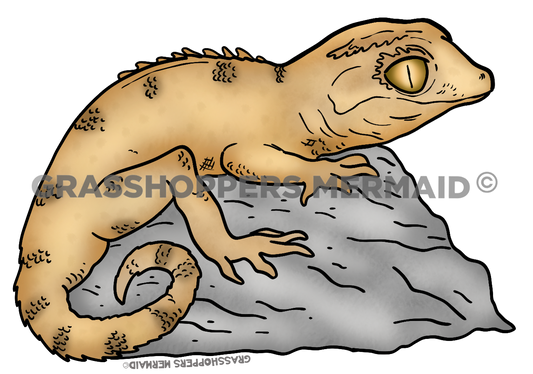 Crested Gecko