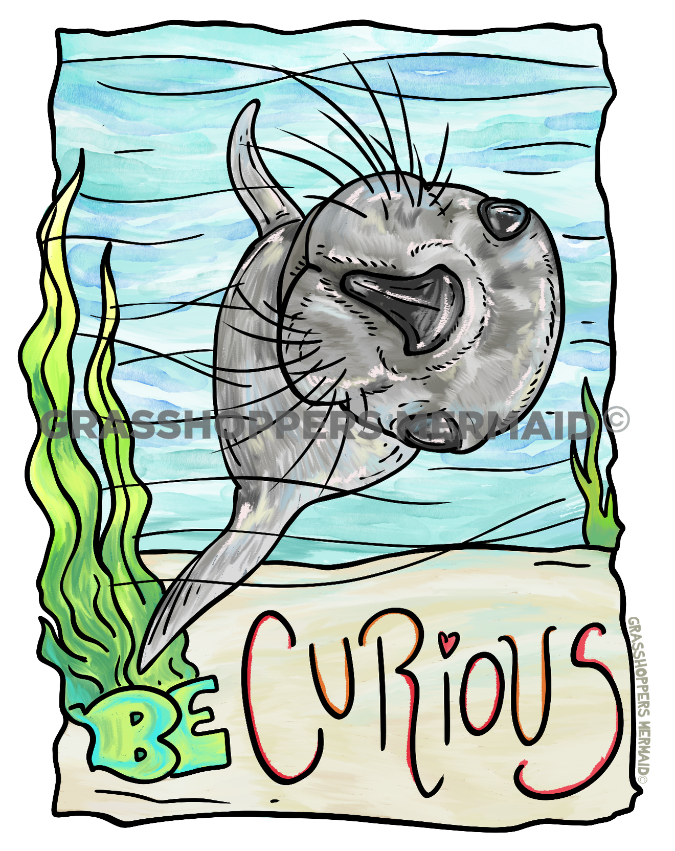 Curious Harbor Seal
