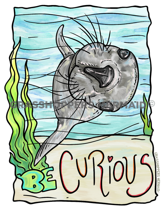 Curious Harbor Seal