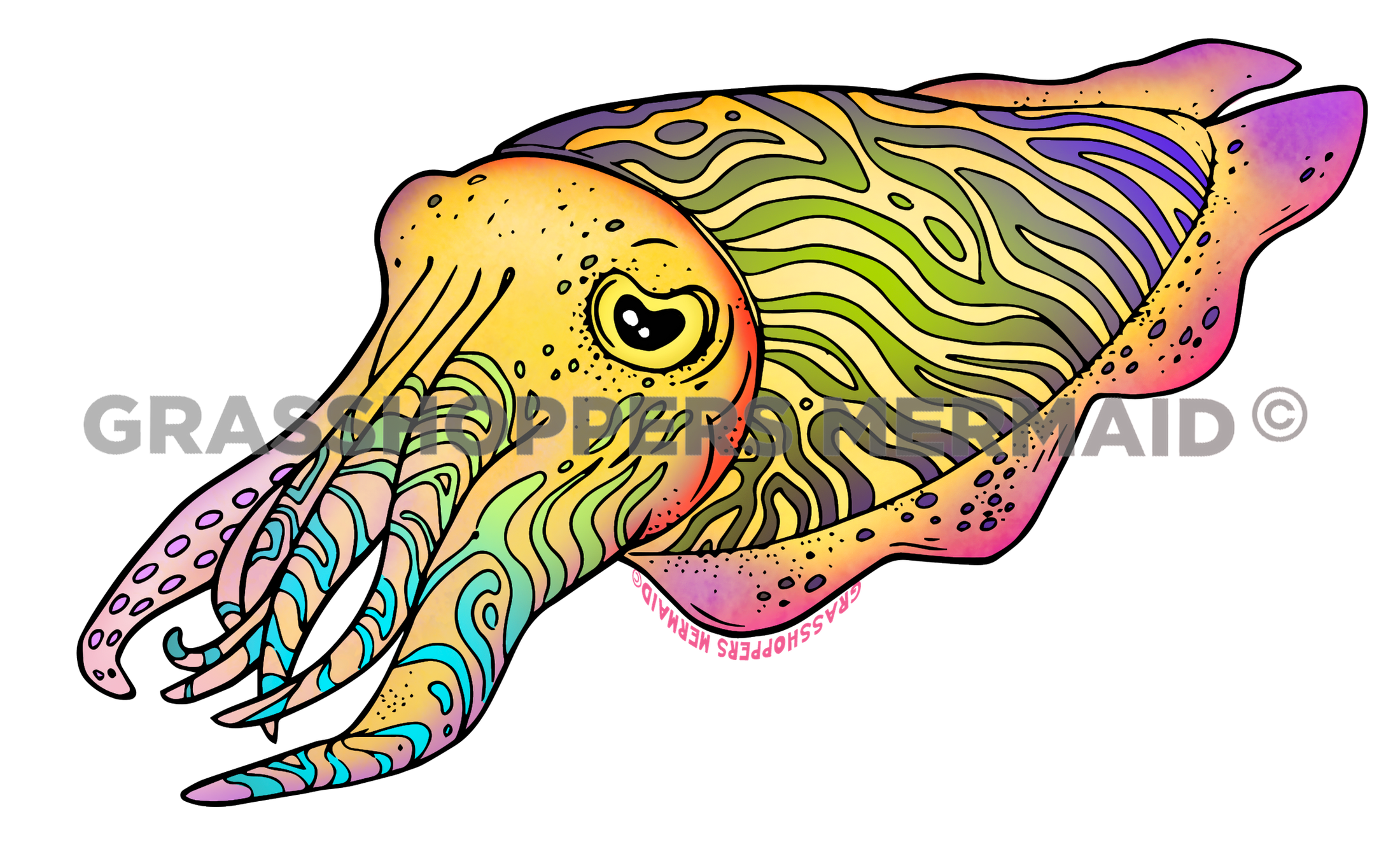 Cuttlefish