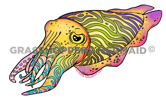 Cuttlefish