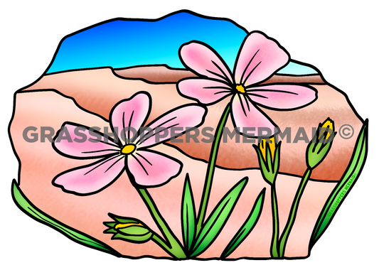Desert Phlox