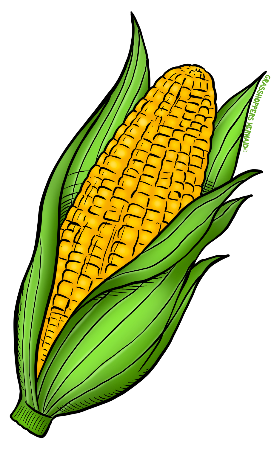 Ear of Corn