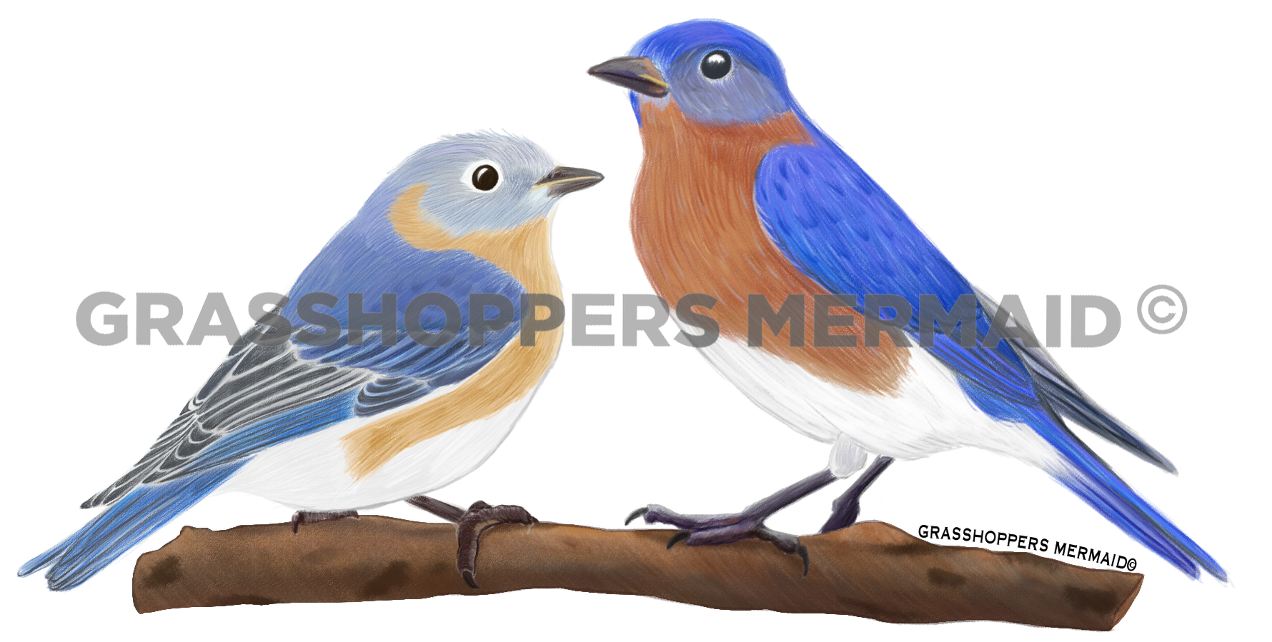 Eastern Bluebird Couple