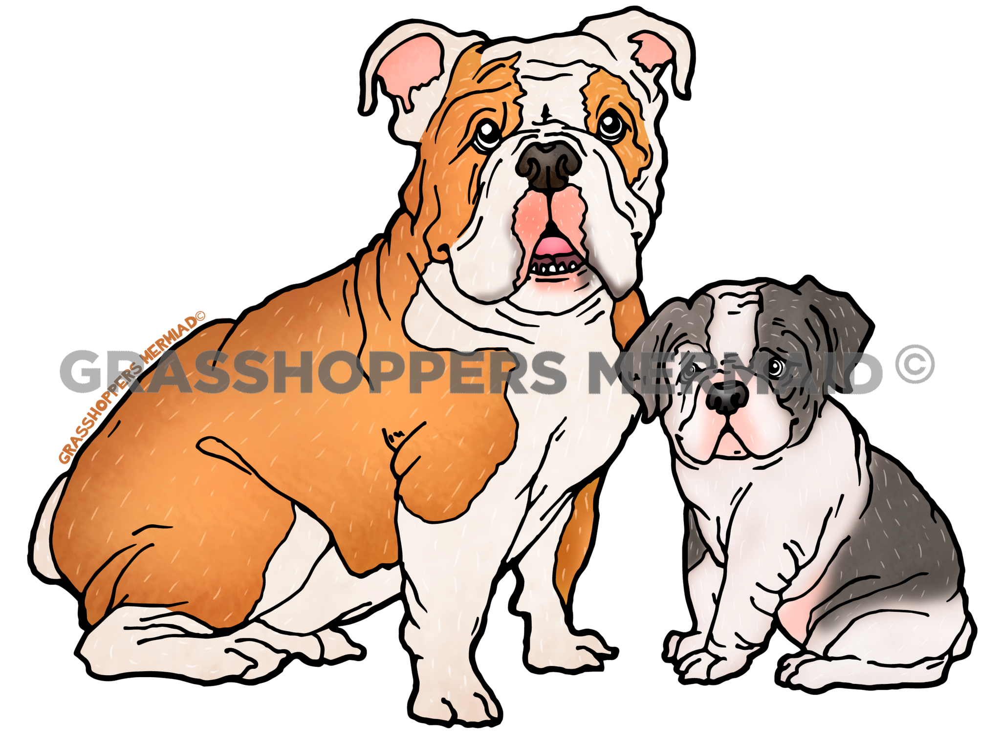 English Bulldog