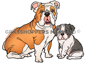 English Bulldog