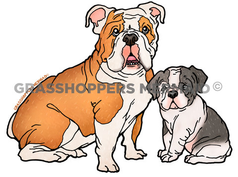 English Bulldog