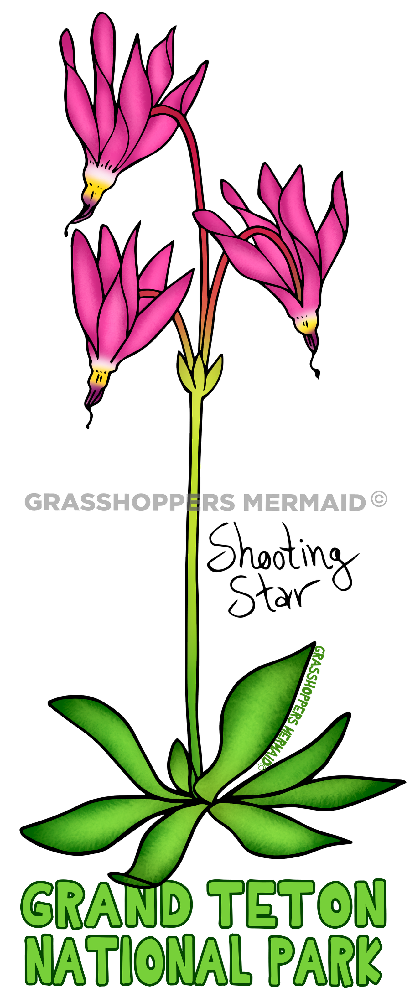 Flowering Shooting Star