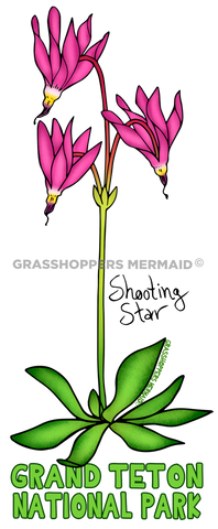 Flowering Shooting Star