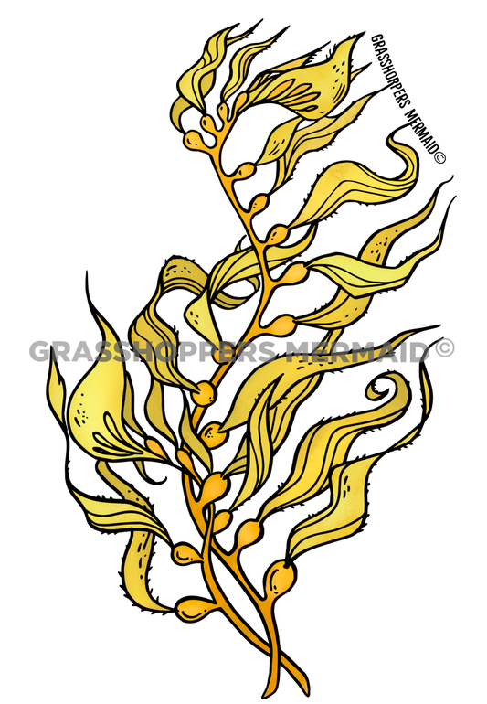 Giant Kelp
