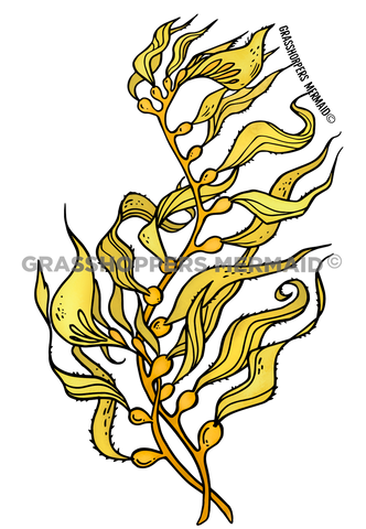 Giant Kelp