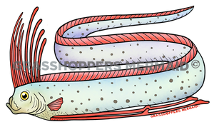 Giant Oarfish