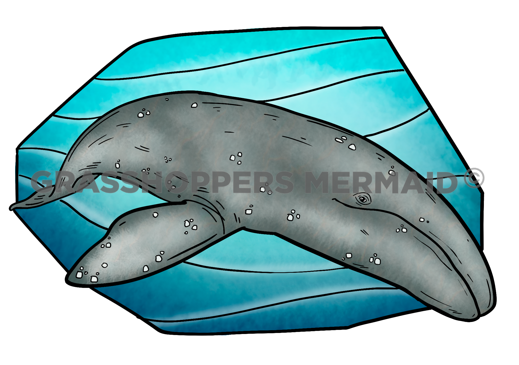 Gray Whale