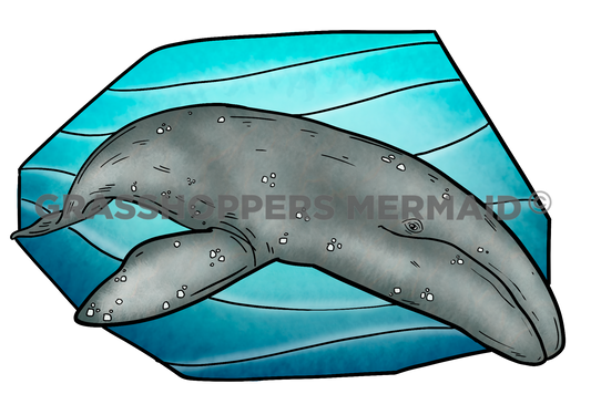 Gray Whale