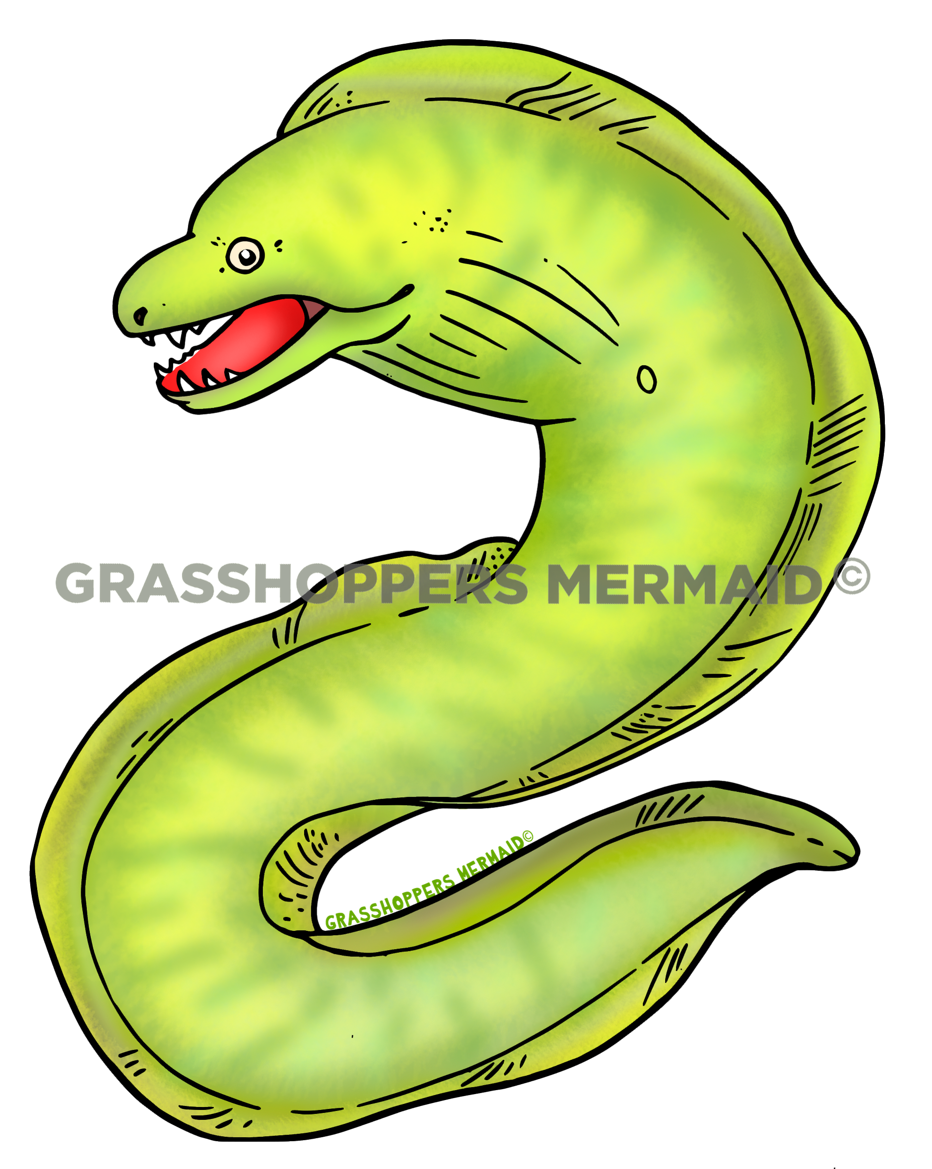 Green Moray Eel