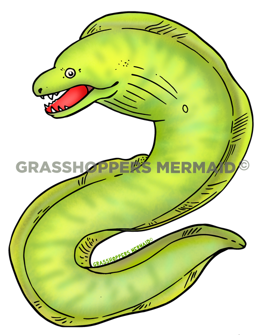 Green Moray Eel